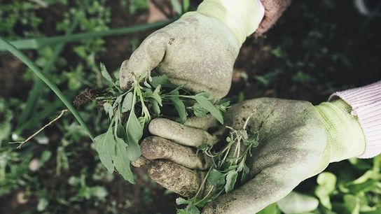 $16 Billion in Disaster Relief Now Available to Farmers Impacted by 2023-2024 Natural Disasters (featured)